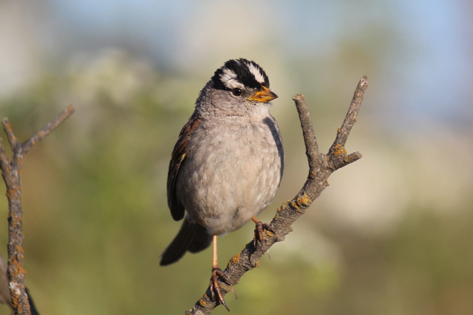 image White-crowned Sparrow