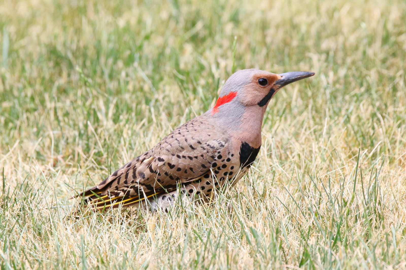 image Northern Flicker