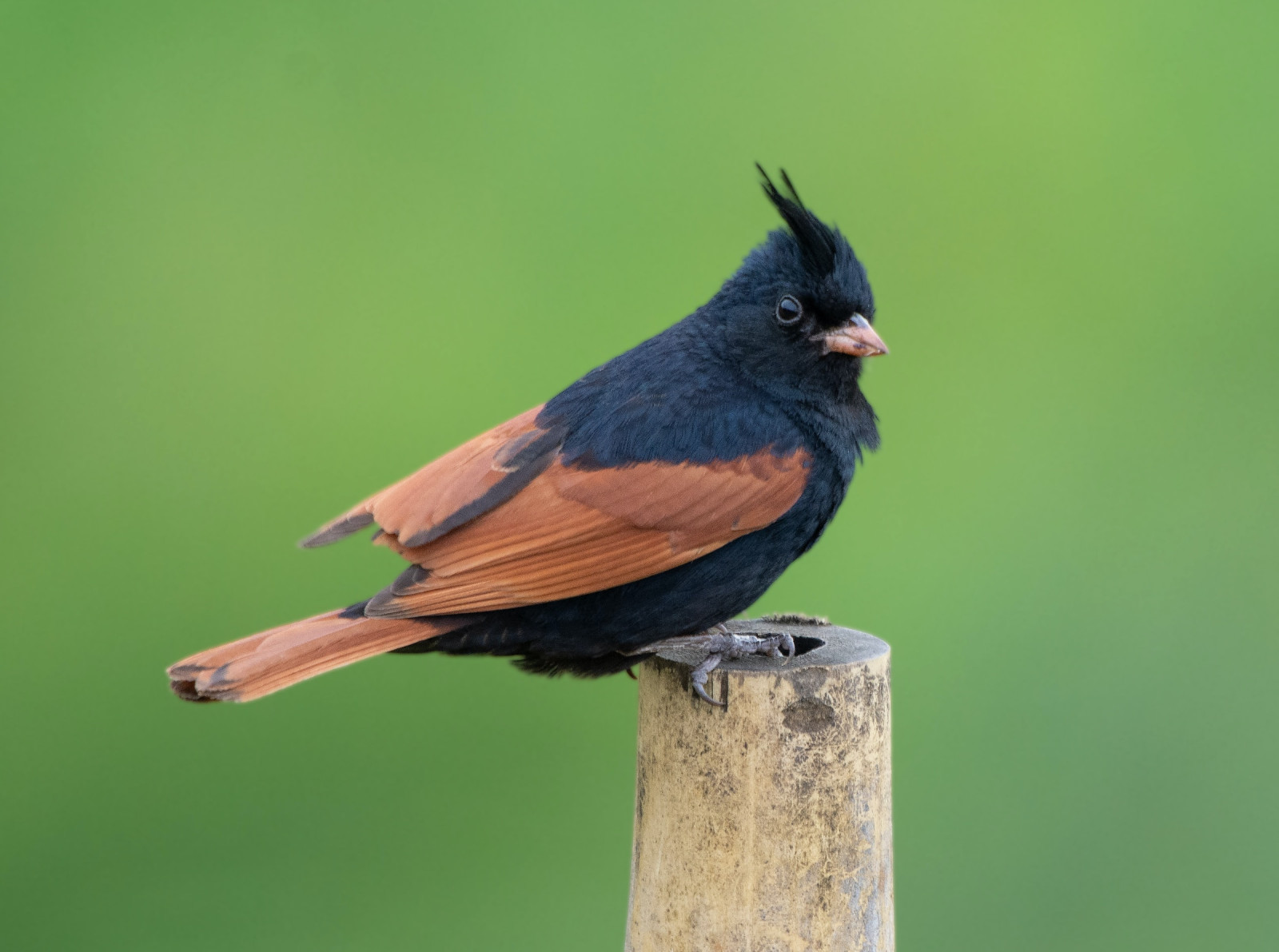 image Crested Bunting