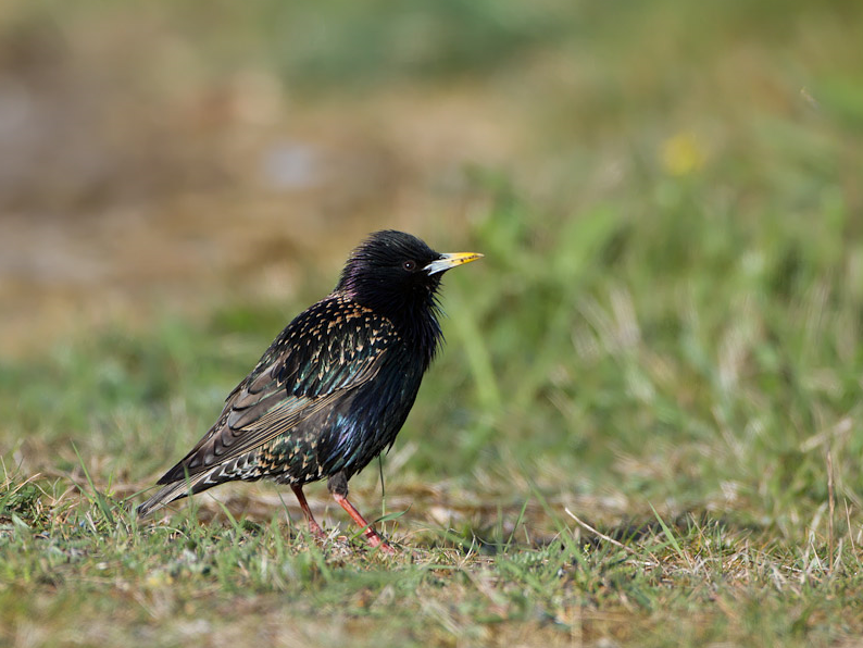 image European Starling