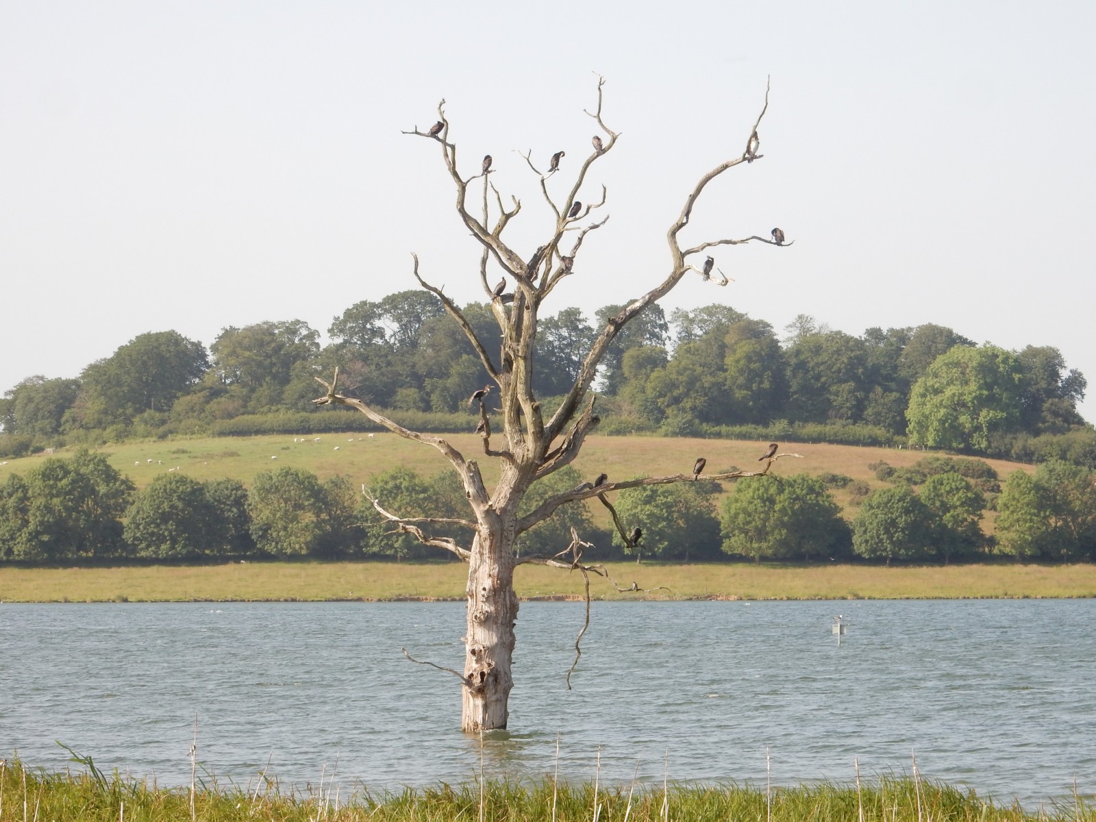 Rutland Water Nature Reserve - Lyndon | Birdingplaces
