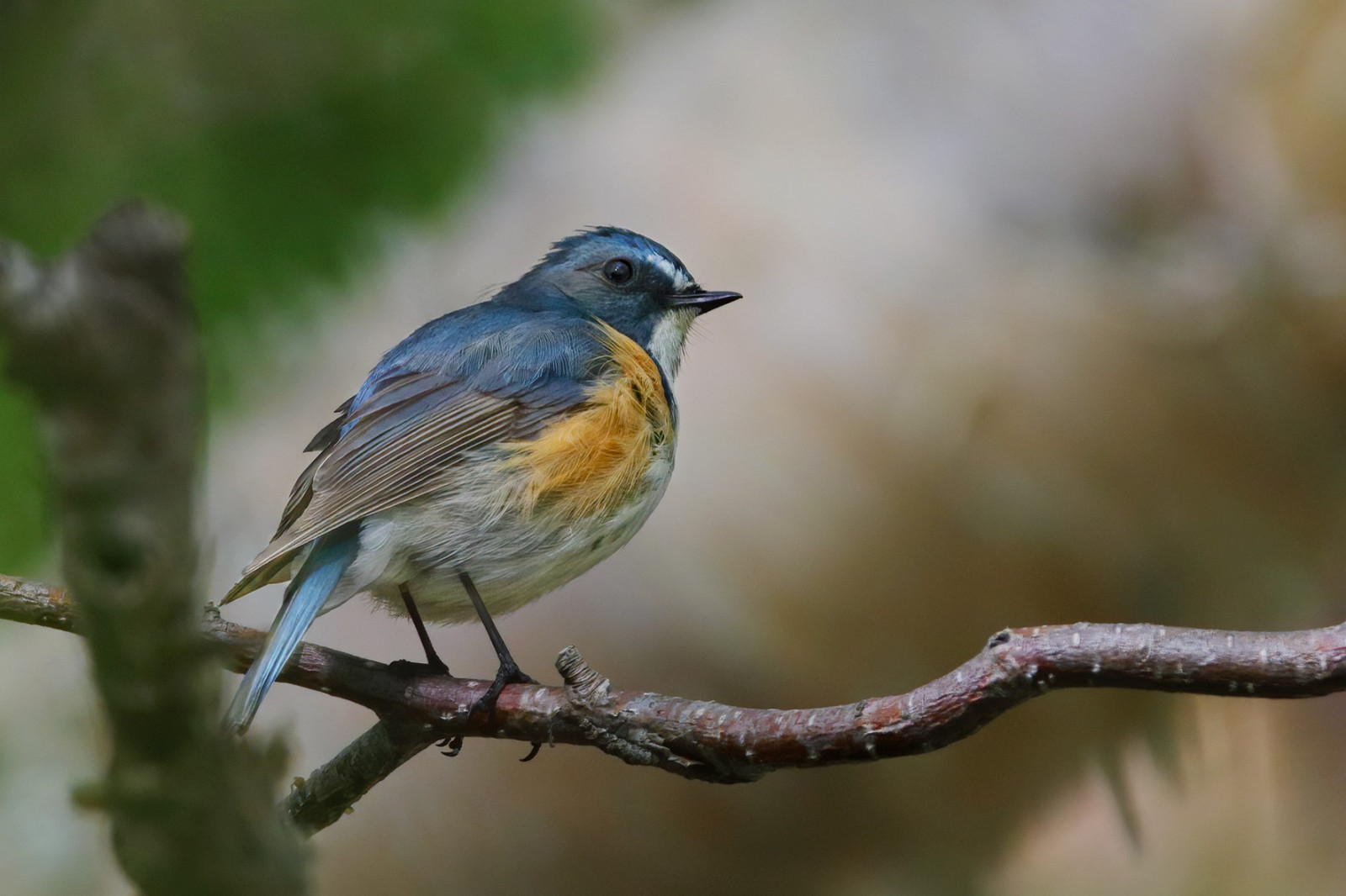 red-flanked-bluetail