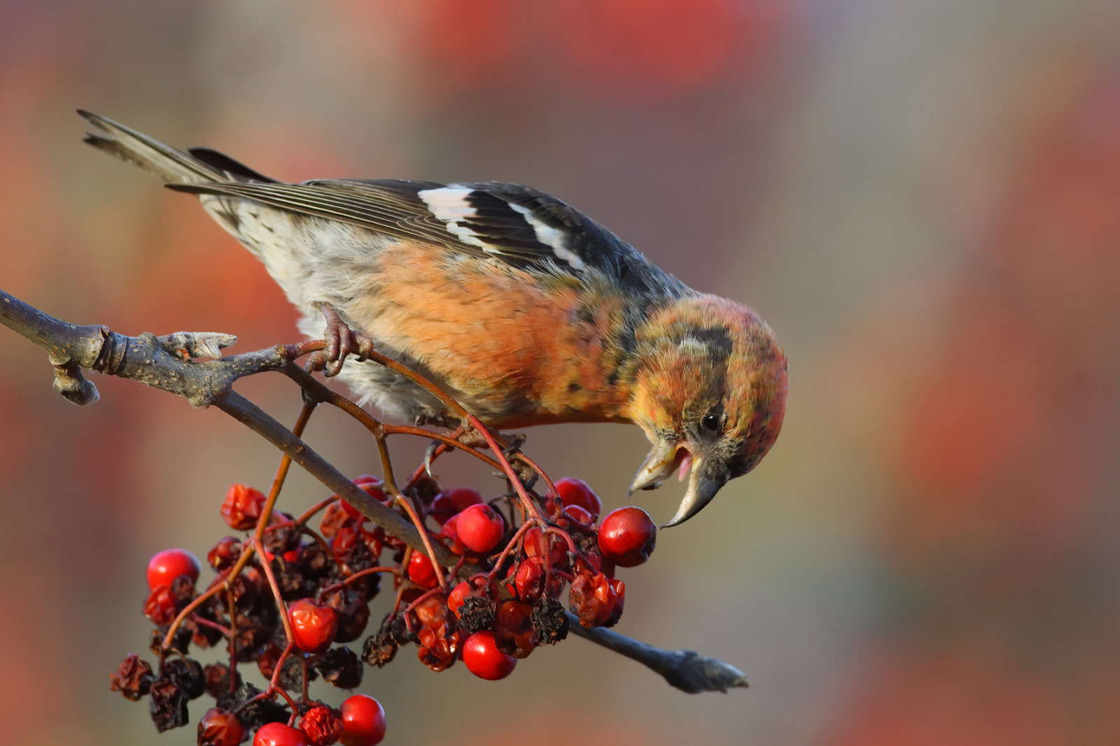 image Two-barred Crossbill