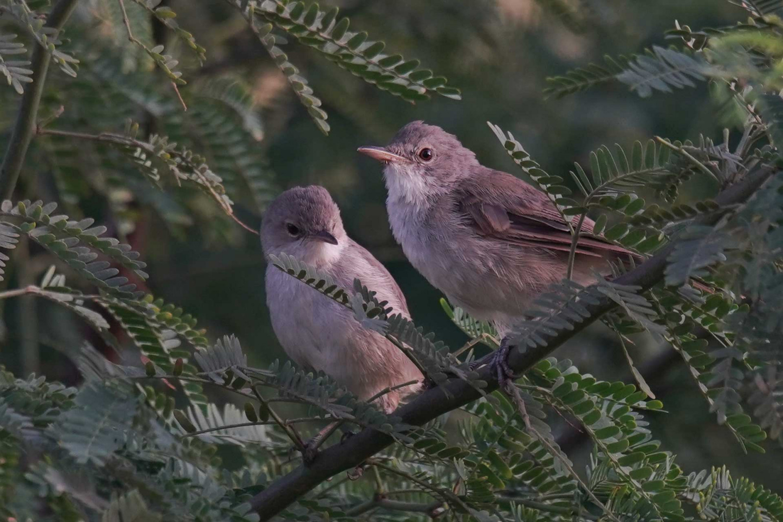 image Cape Verde Swamp Warbler