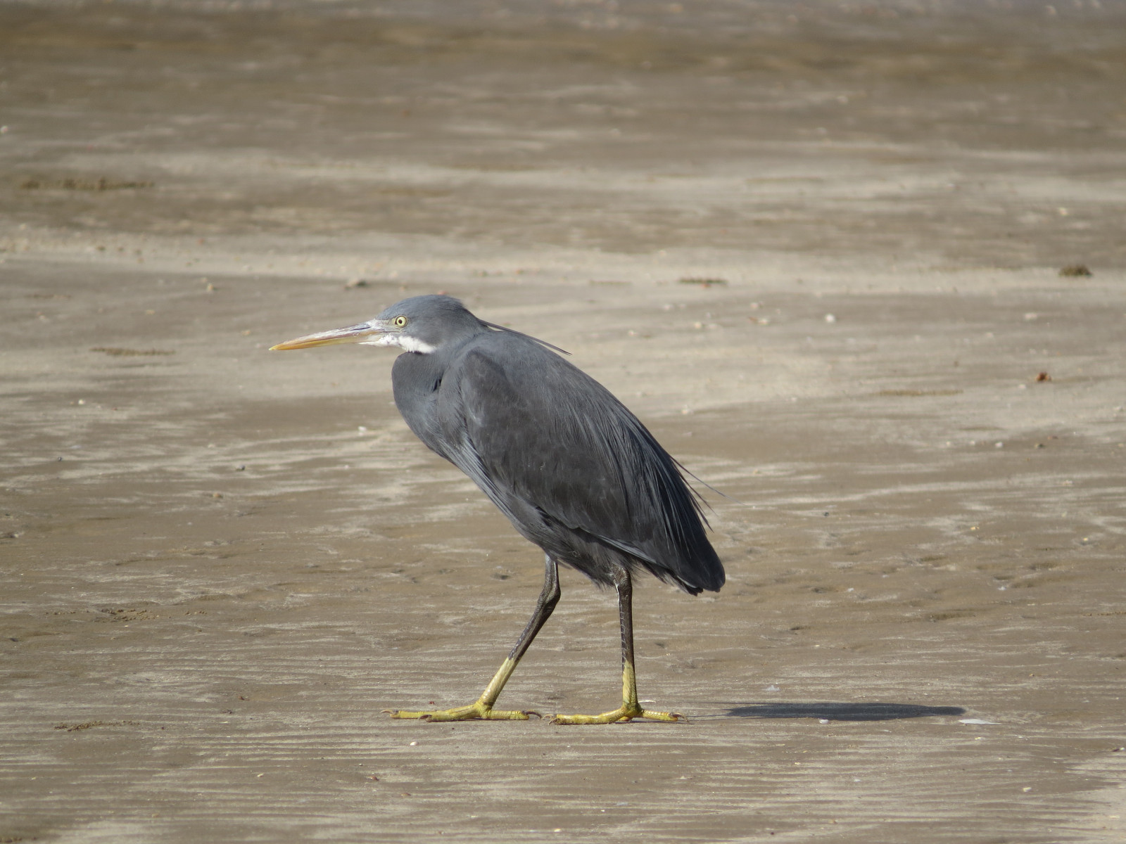 image Western Reef Egret