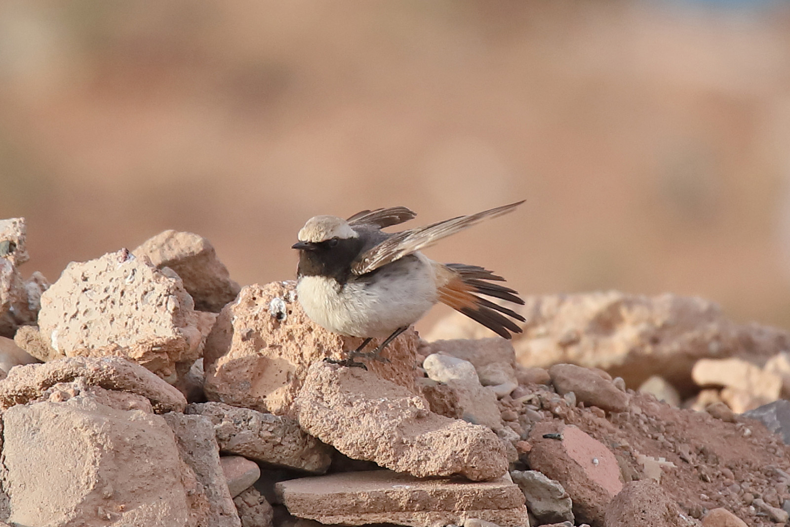 image Red-rumped Wheatear