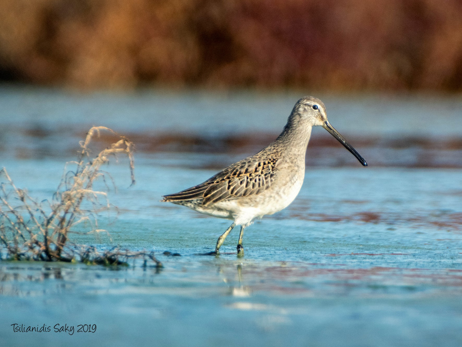 Bald Knob National Wildlife Refuge - Long Billed%20Dowitcher%20Tsilianidis%20Saky 