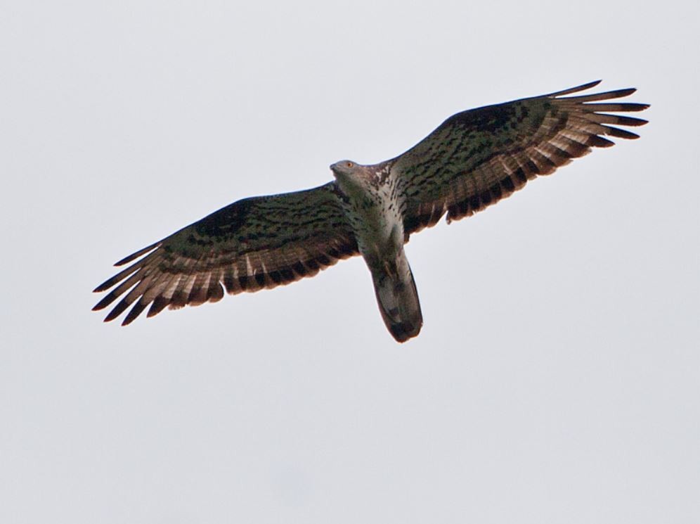 Eyne Bird Migration Spot | Birdingplaces