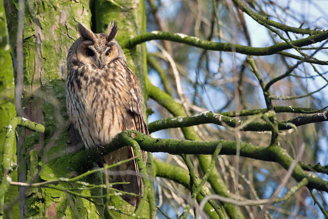 The Longeared Owl roost in Kikinda Birdingplaces