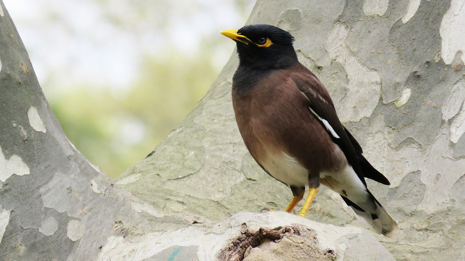 image Common Myna