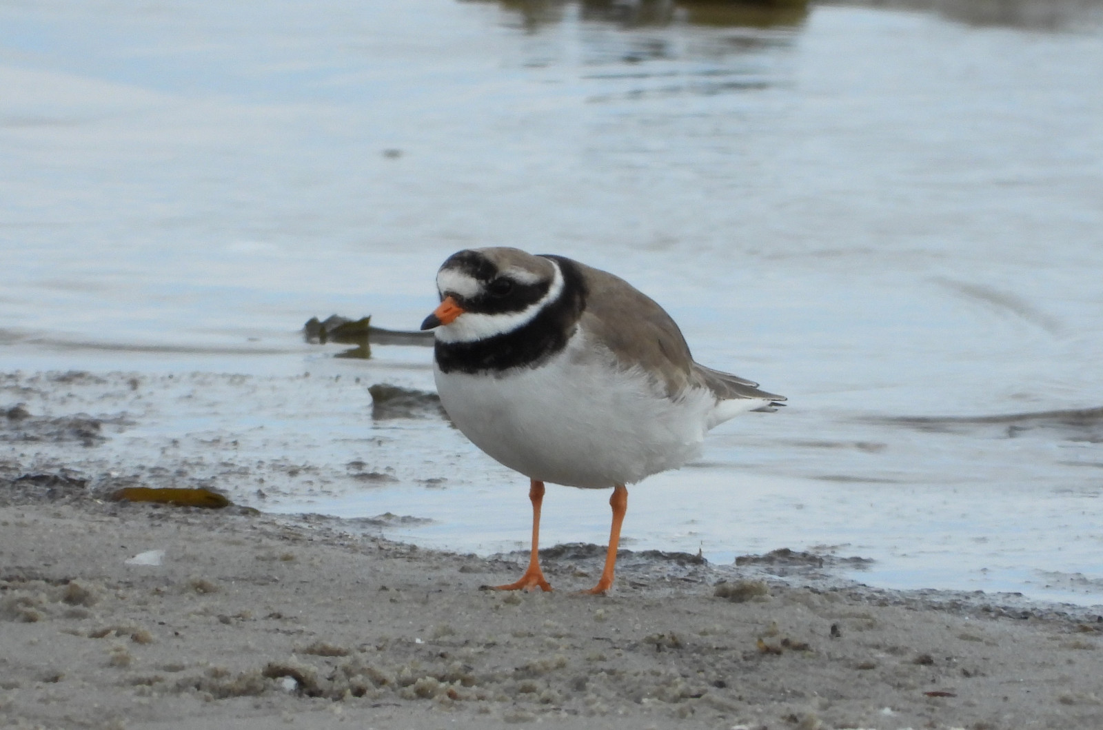 Hummelmade | Birdingplaces
