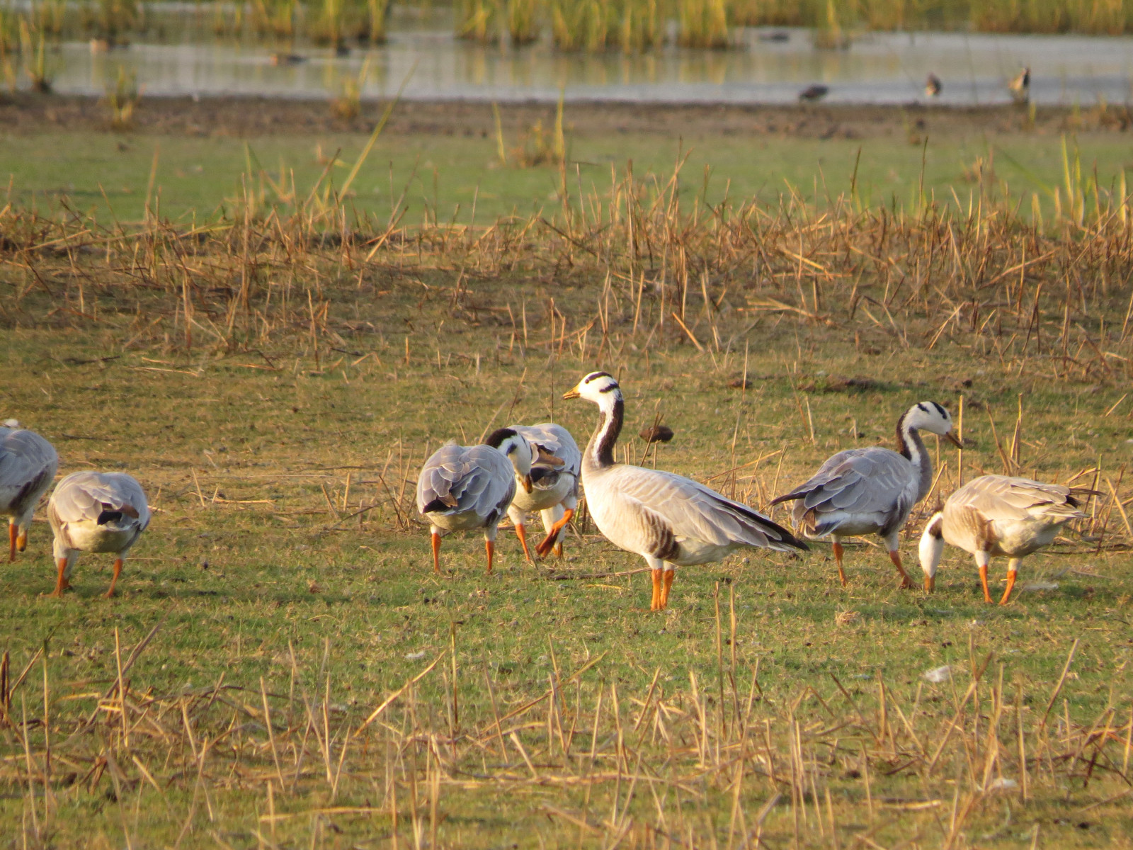 image Bar-headed Goose