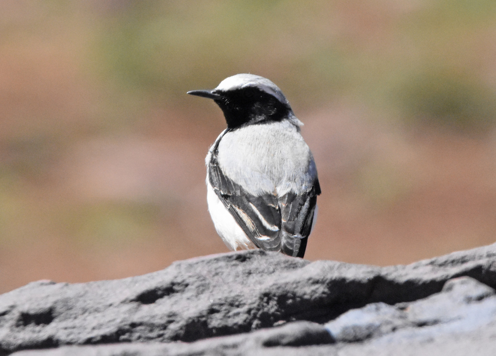 image Northern Wheatear (Black-throated)