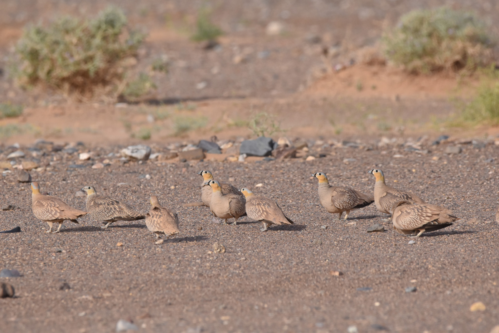 image Crowned Sandgrouse