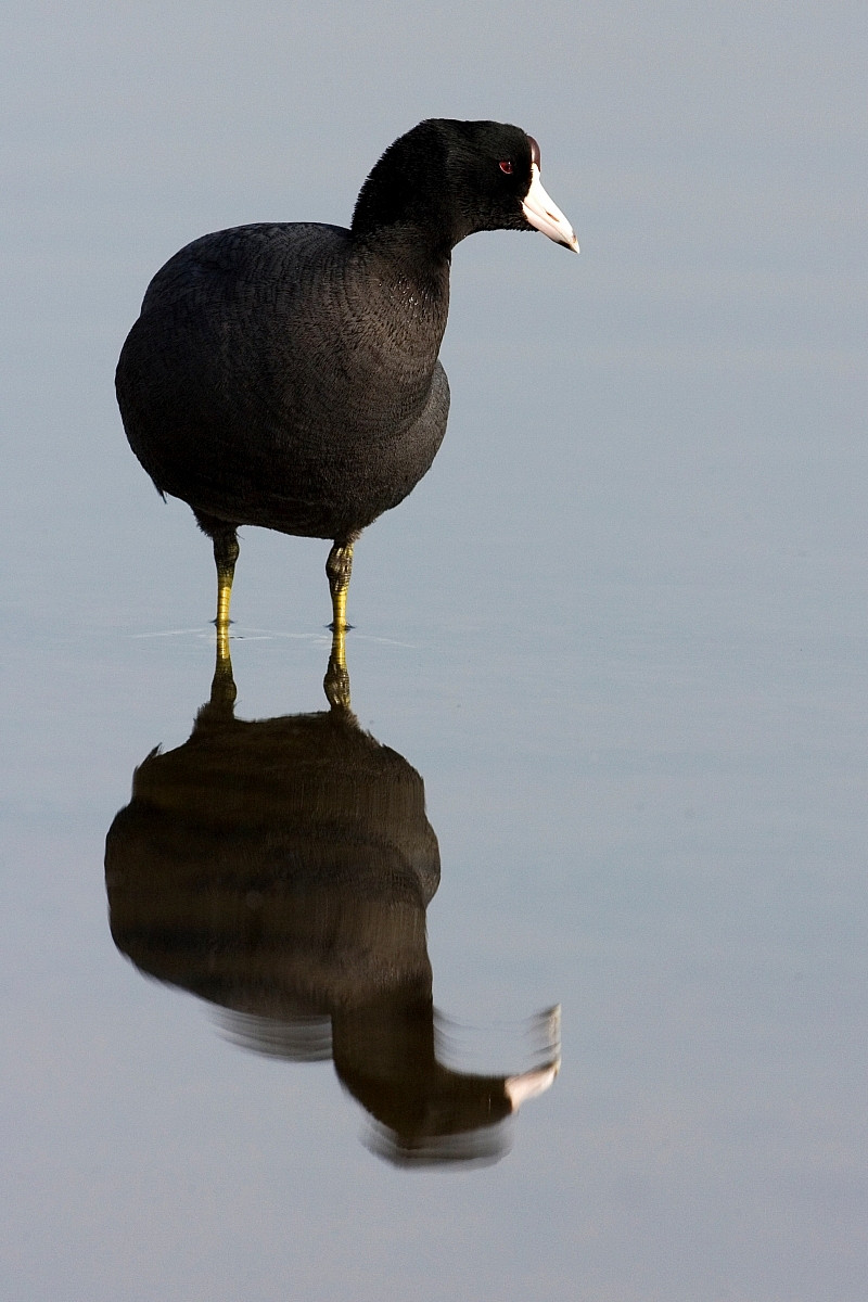 image American Coot