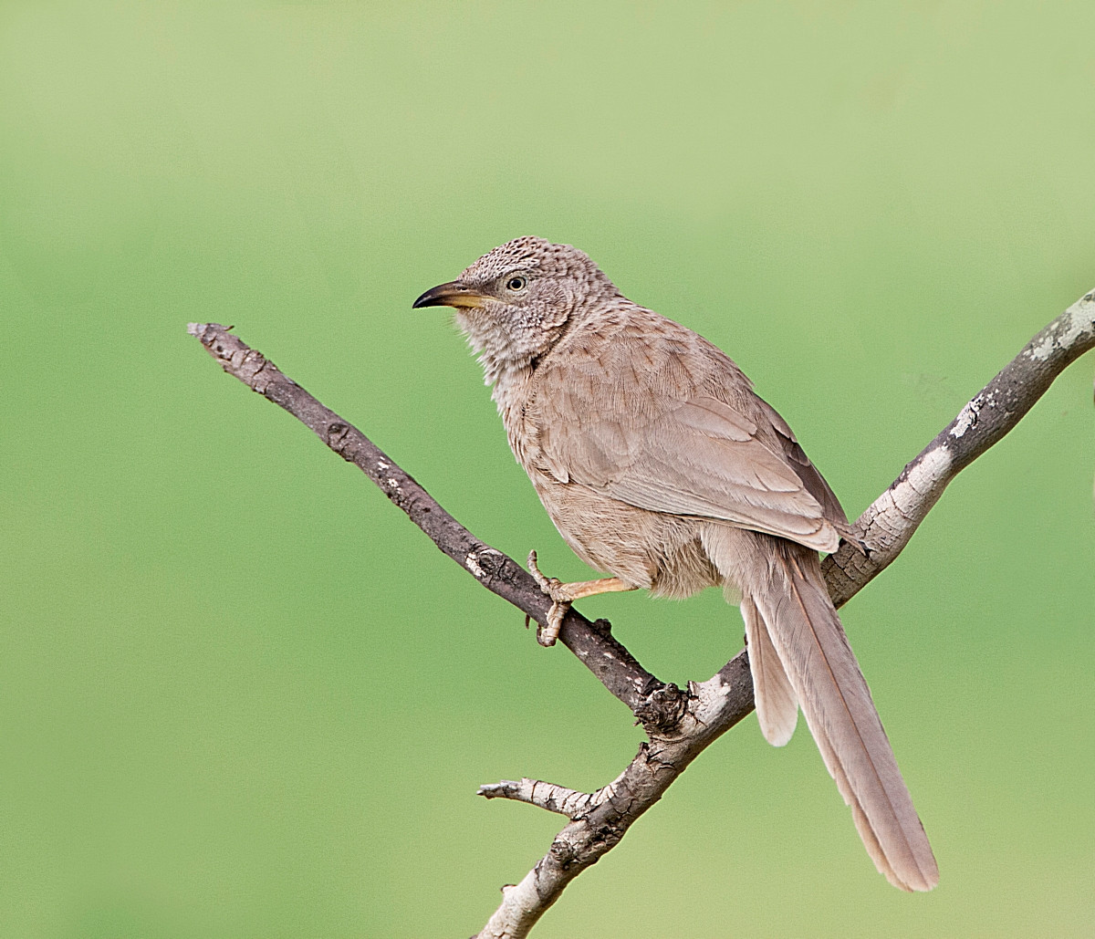 image Arabian Babbler
