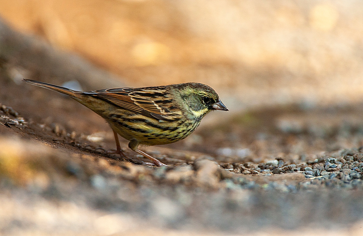 image Black-faced Bunting
