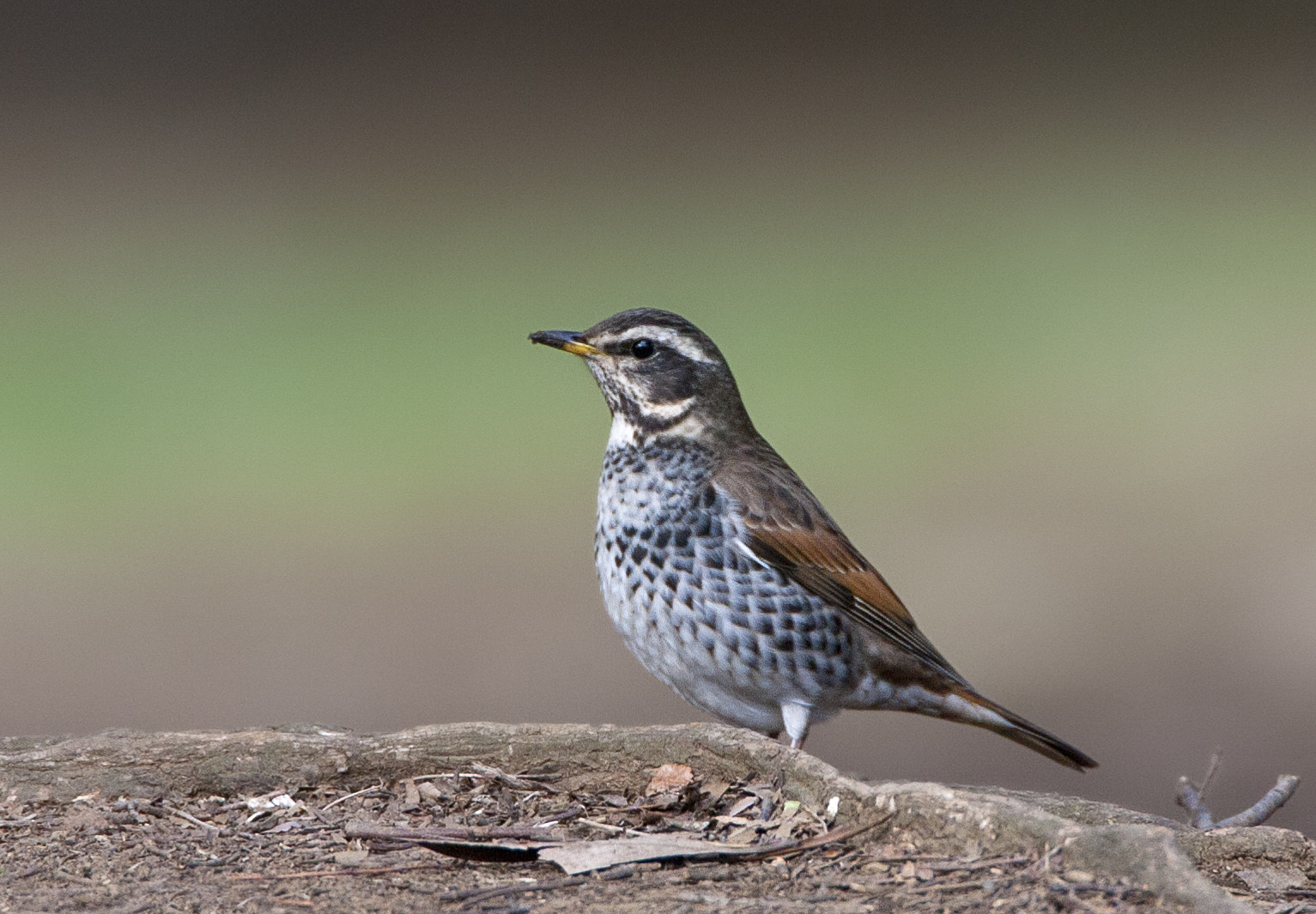 image Dusky Thrush