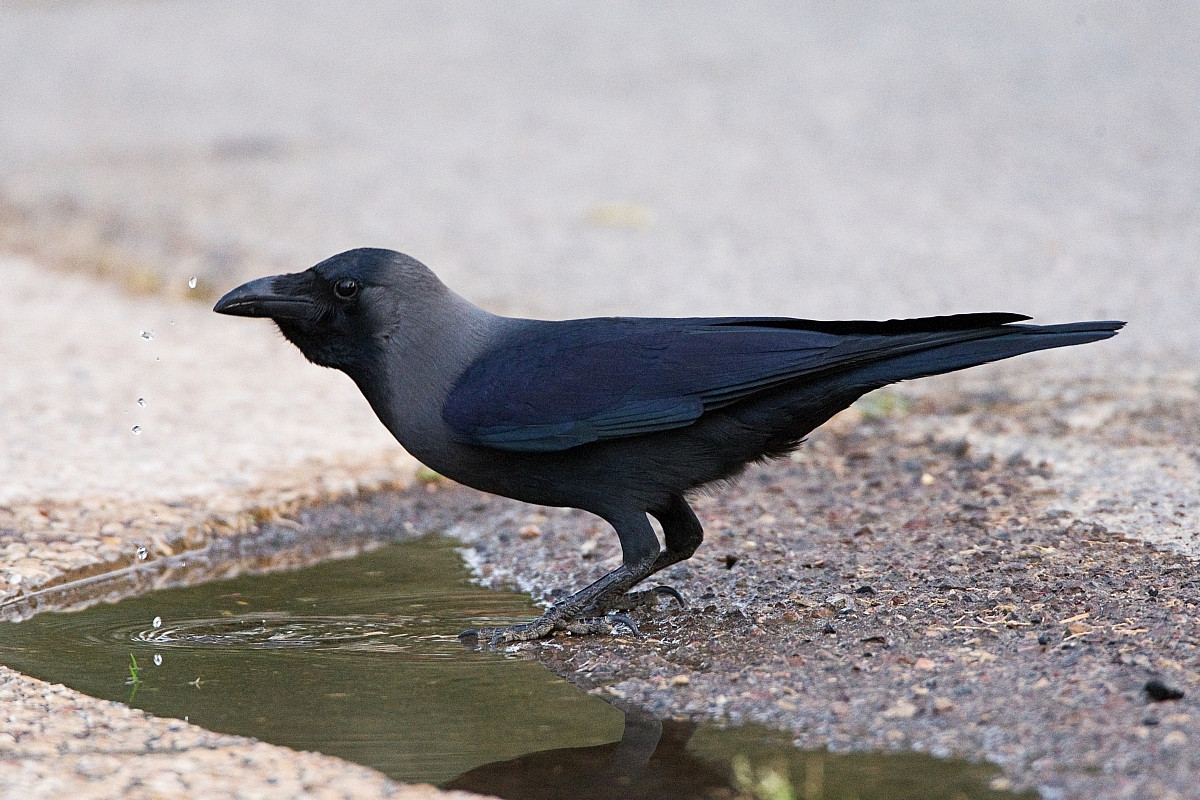 House Crow (Corvus splendens) Birdingplaces.eu