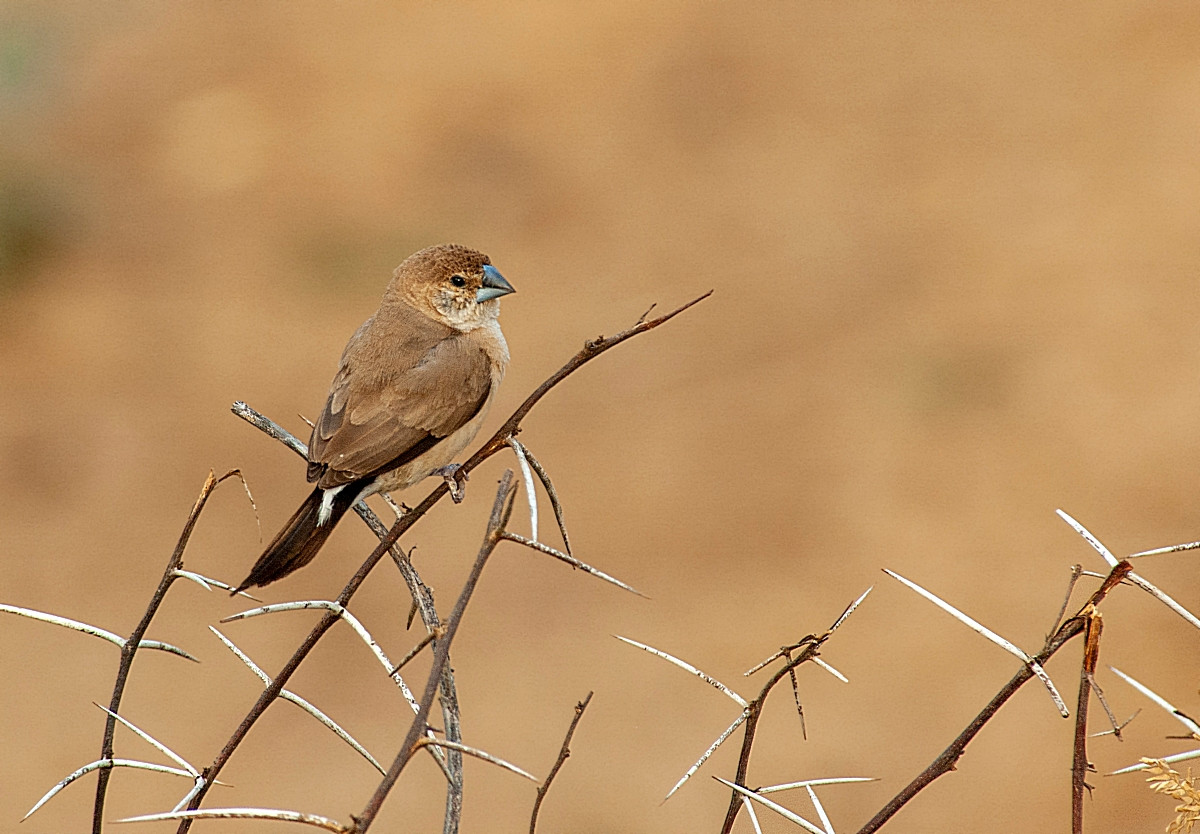 image White-throated Munia