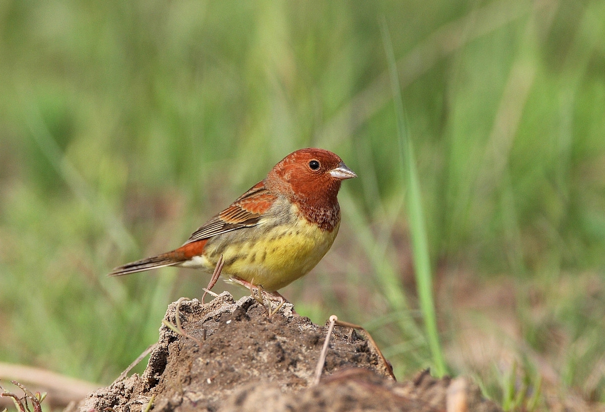 image Chestnut Bunting