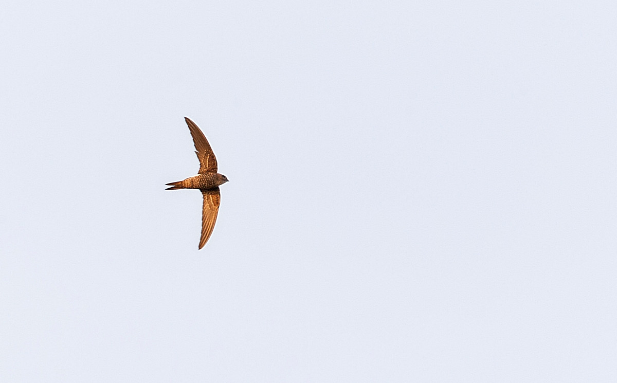 image Pacific Swift
