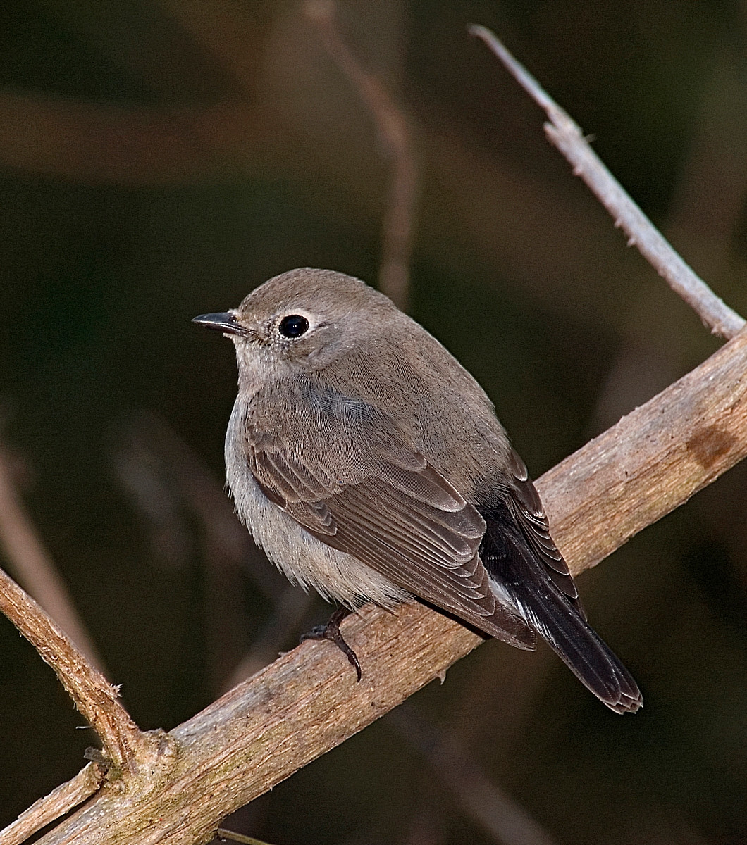 image Taiga Flycatcher
