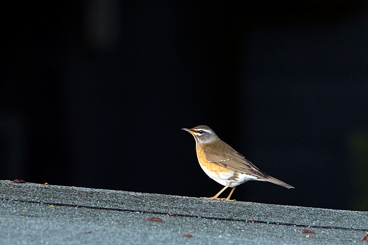 image Eyebrowed Thrush