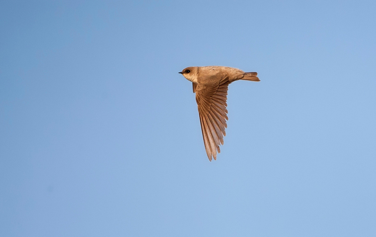 image Pale Crag-Martin