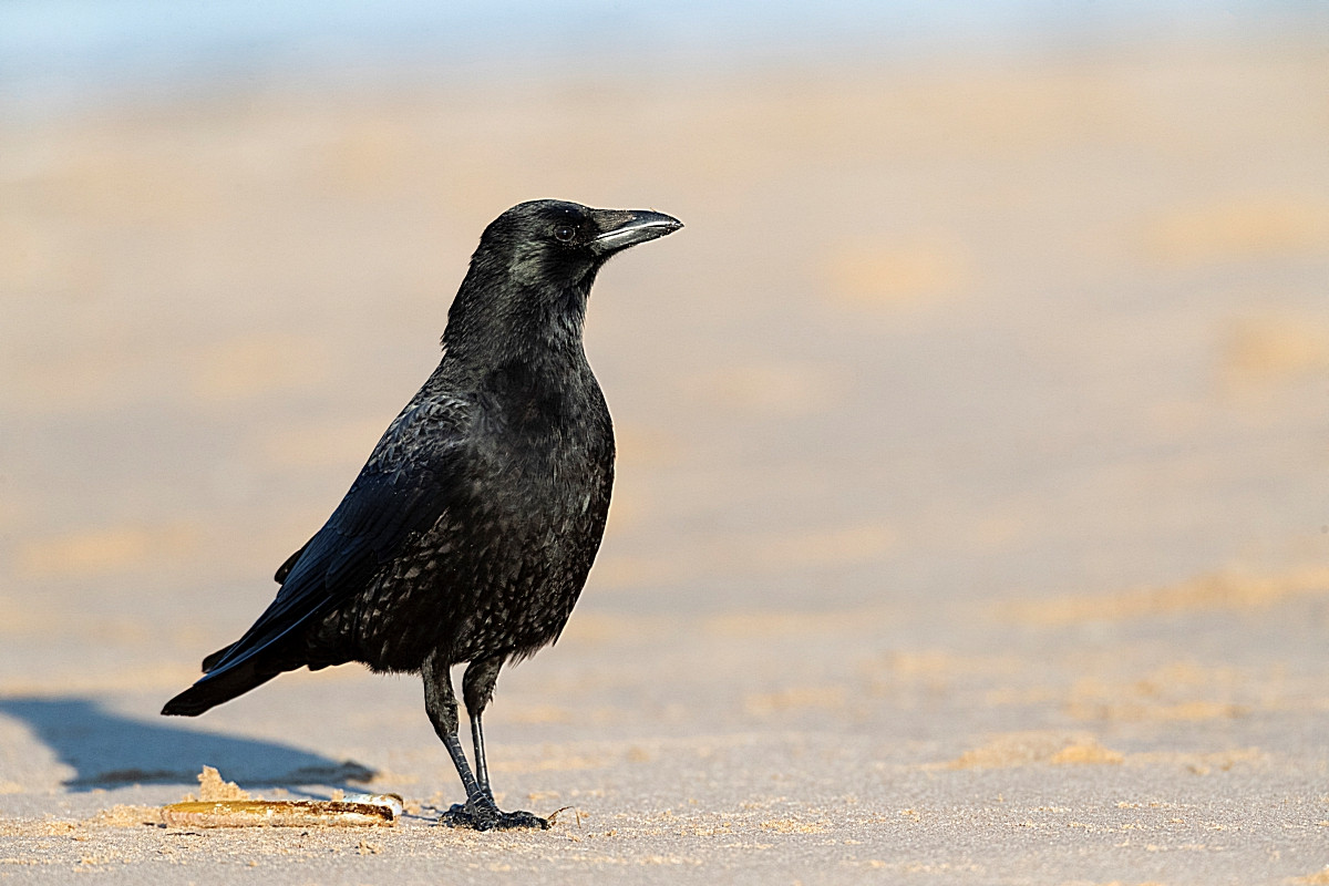 image Carrion Crow