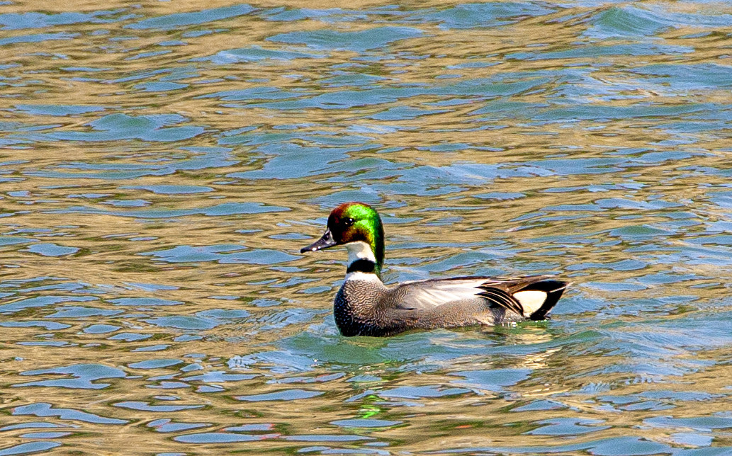 image Falcated Duck