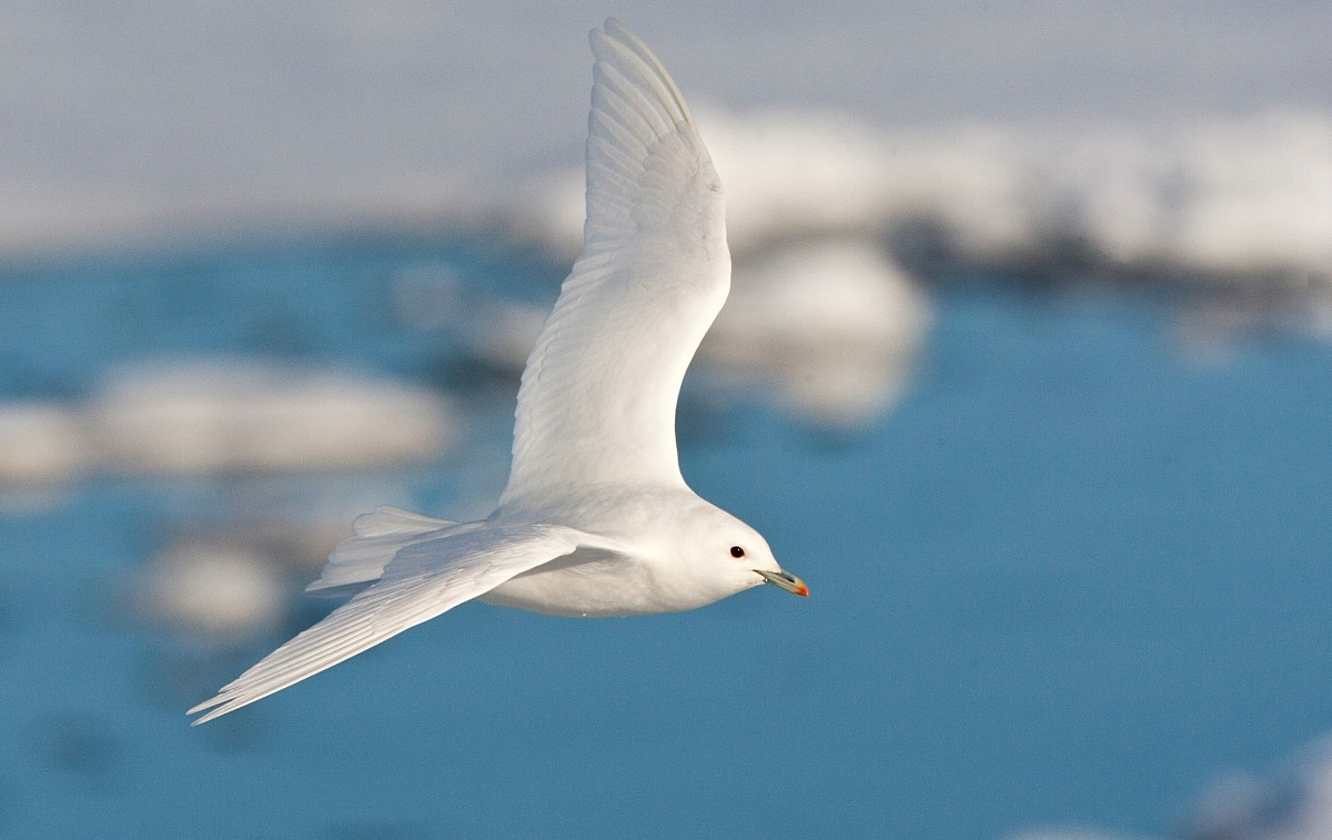 image Ivory Gull