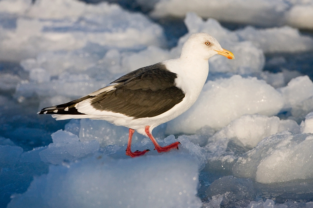 image Slaty-backed Gull