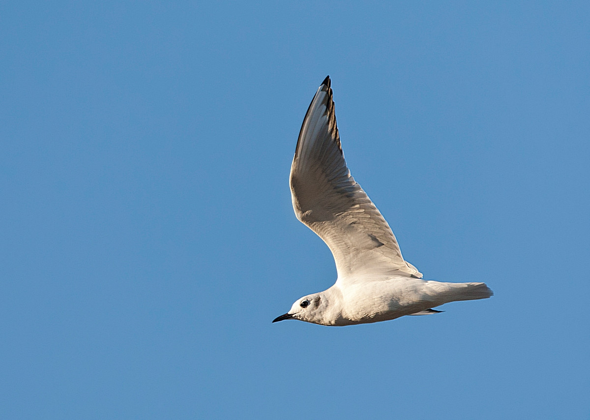 image Bonaparte's Gull