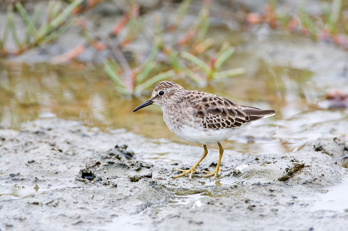 image Least Sandpiper