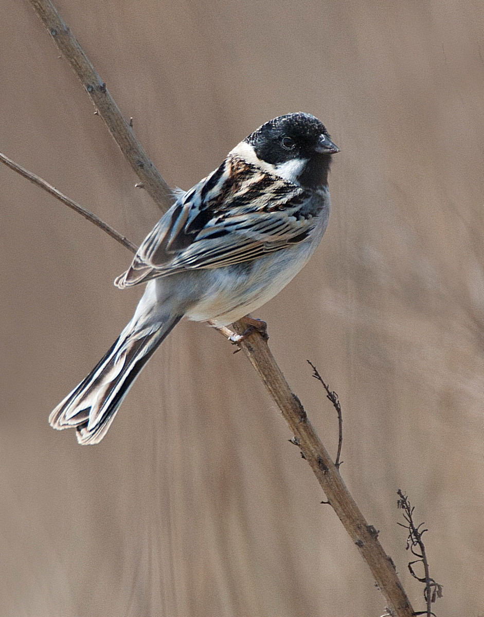 image Pallas's Bunting