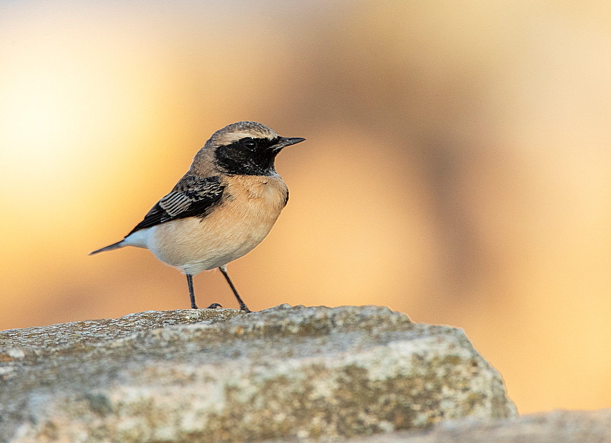 image Pied Wheatear
