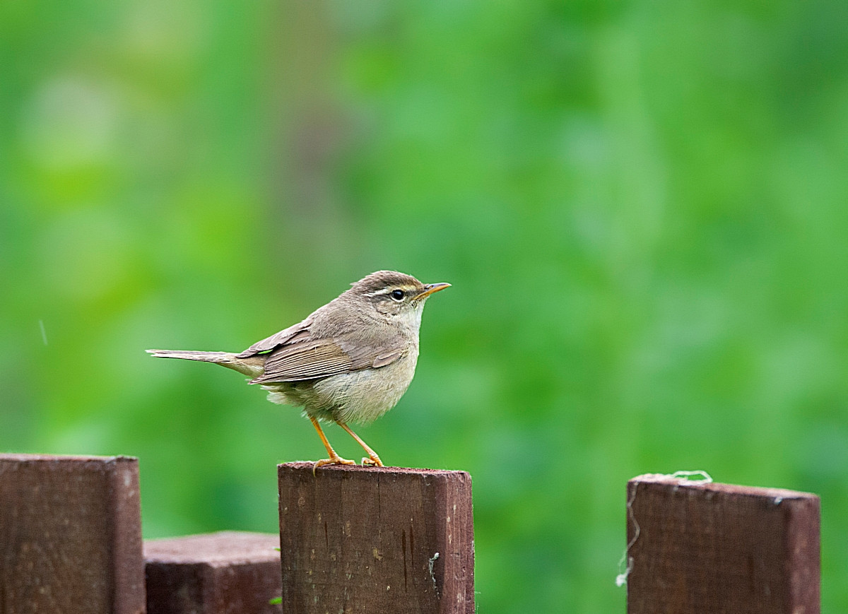 image Radde's Warbler