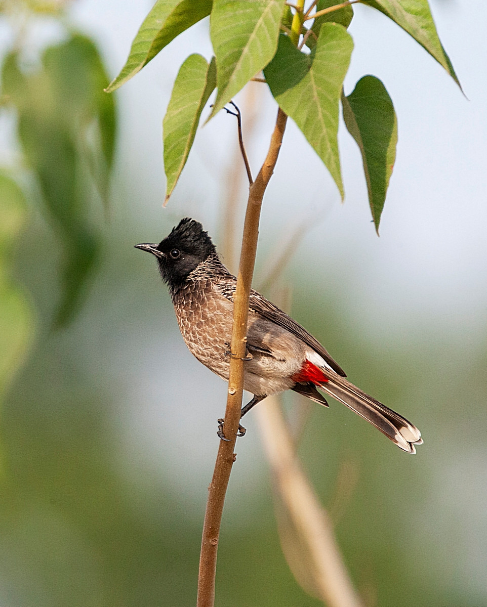 image Red-vented Bulbul