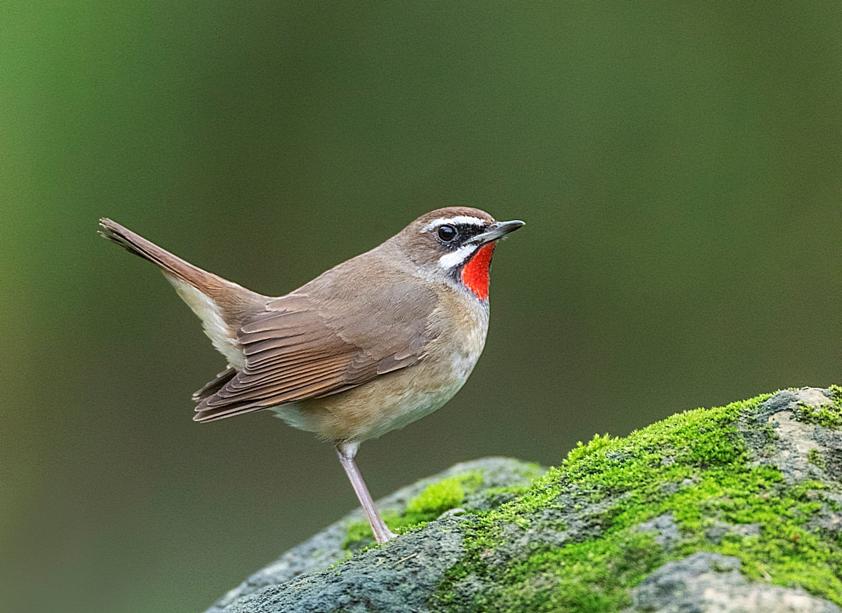 image Siberian Rubythroat