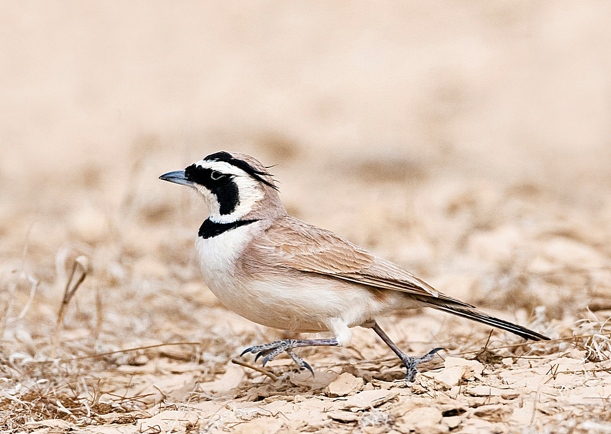 image Temminck's Lark