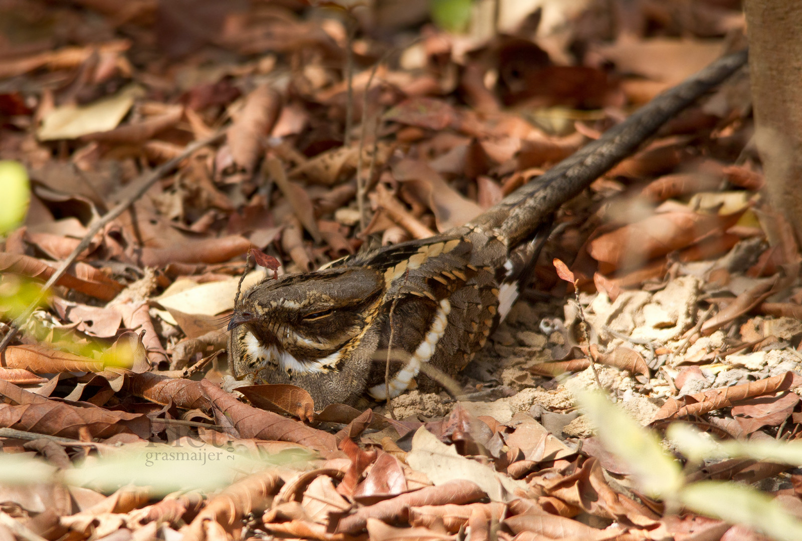 image Long-tailed Nightjar