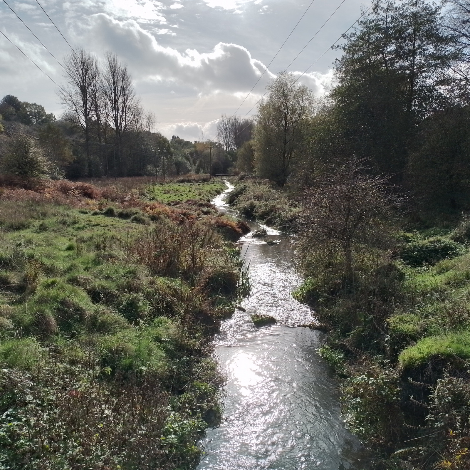 Cinderford Linear Park Birdingplaces