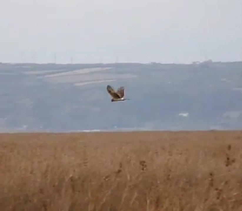 Loughor Estuary South Shore Birdingplaces