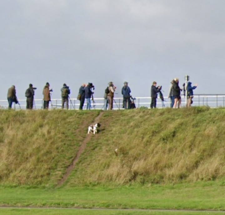 Severn Beach Birdingplaces