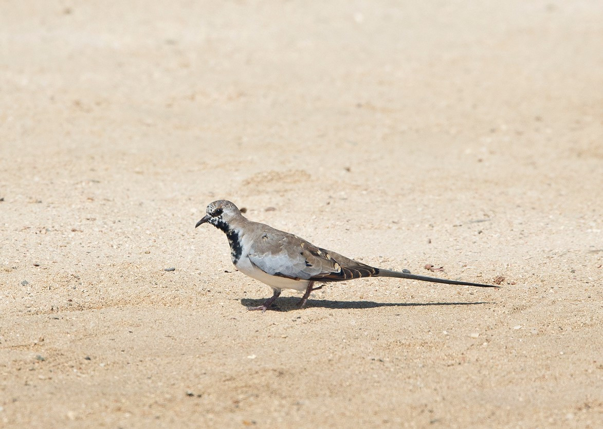 image Namaqua Dove