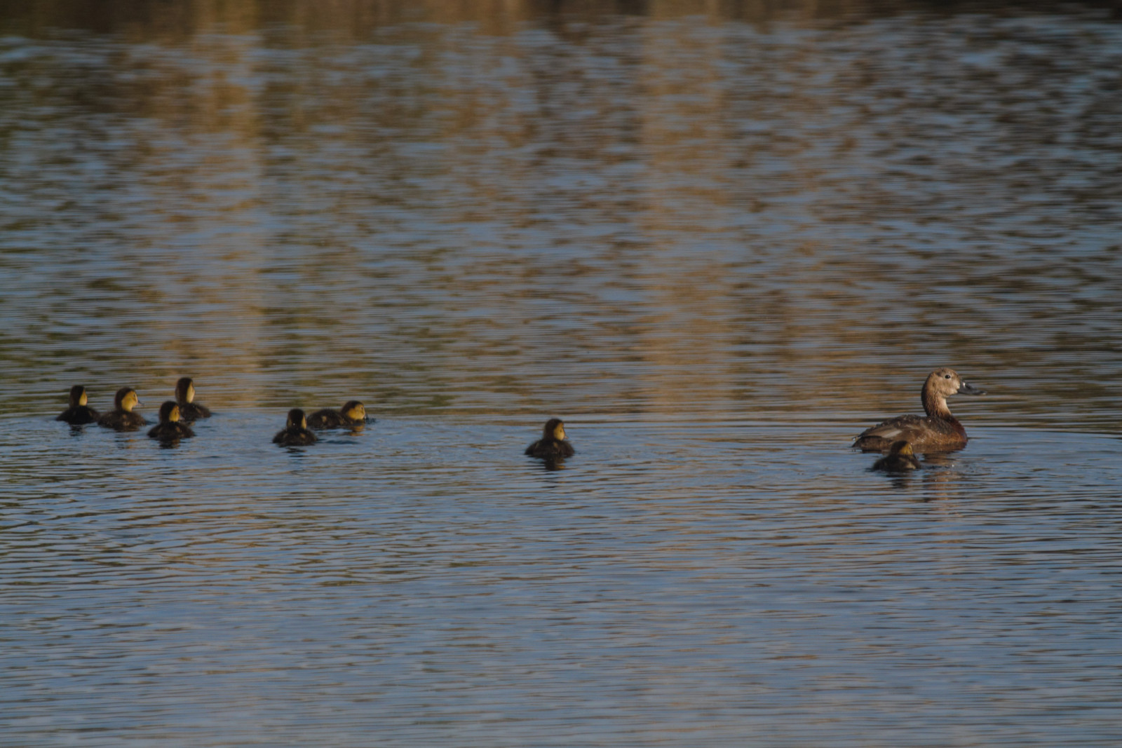 Sultan Marshes | Birdingplaces