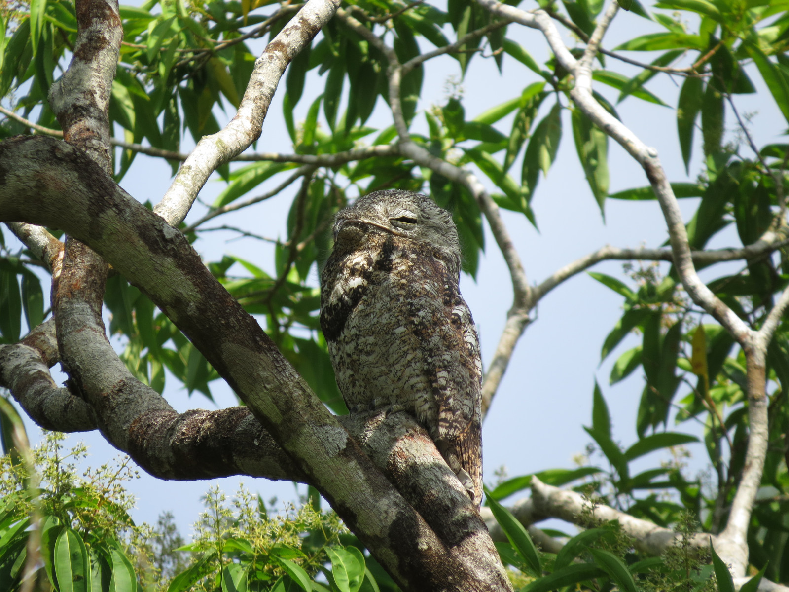 image Great Potoo