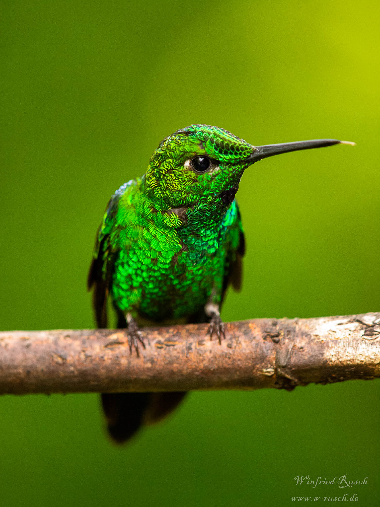 image Stripe-tailed Hummingbird