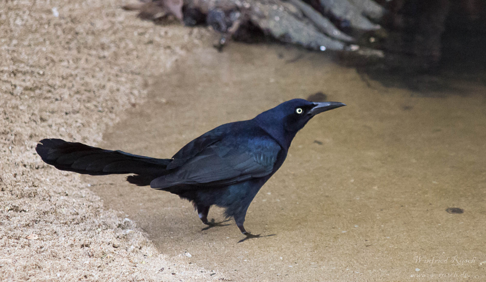 image Great-tailed Grackle